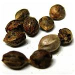 Семена марихуаны АК-47 (Seeds AK-47) в Дятьково Семена марихуаны АК-47 (Seeds AK-47) в Дятьково